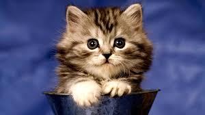 A kitten in a bucket

Description automatically generated