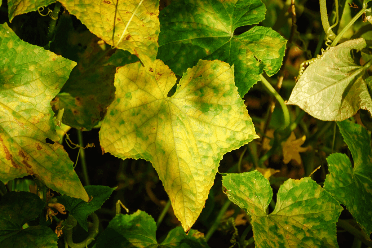 Yellowing Leaves