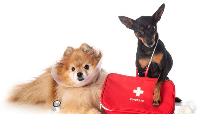 a photo of dogs with a first aid kit to show essential first aid supplies every dog owner should have
