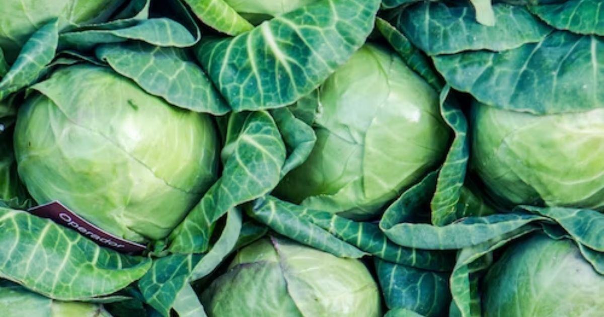 Cabbage is one of the top 10 Green Vegetables to take care of your physical Health