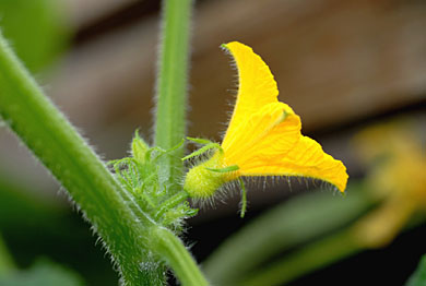 Lack of Male Flowers
