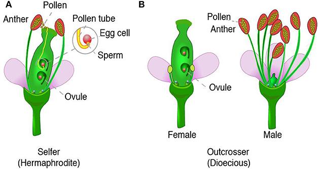 Flower Power: A Close Look at Plant Reproduction · Frontiers for Young Minds