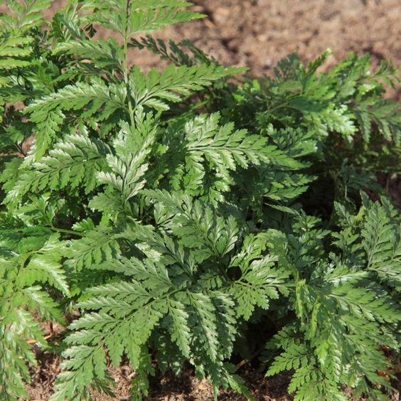 Squirrels Foot Fern