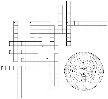 Cell division crossword clue Archives 
