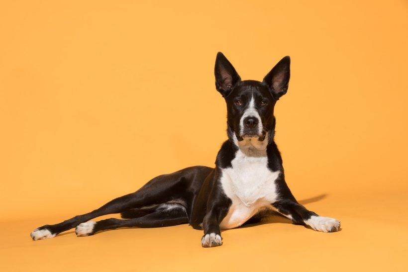  A portrait of Lola, a two-year-old boxer-husky mix.