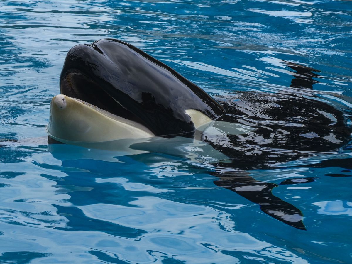 Deciphering the Whale's Message in Dreams