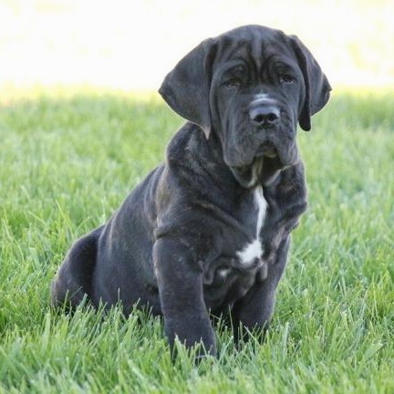 black neapolitan mastiff puppy