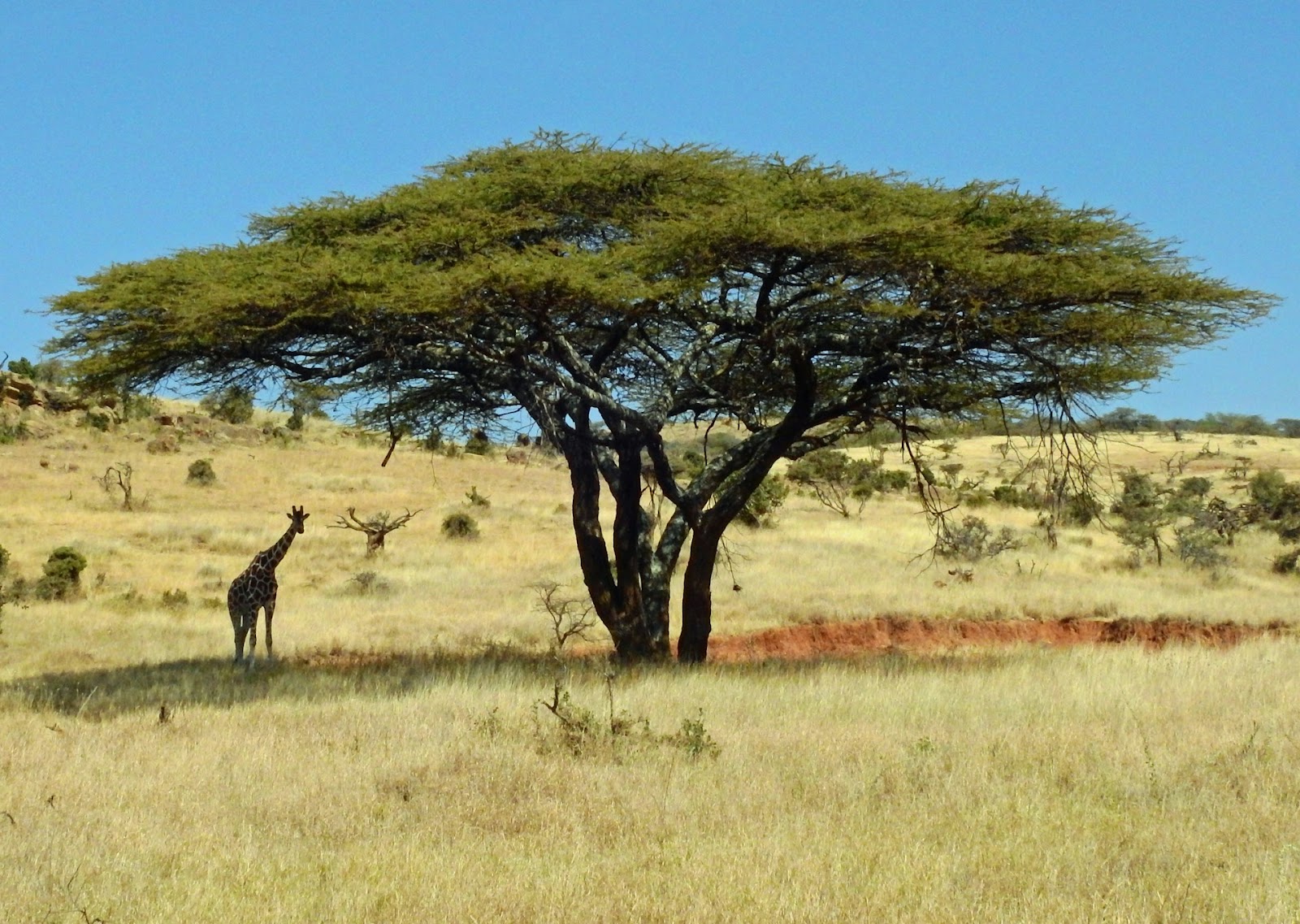 best time to visit Chobe national park and see Girraffe