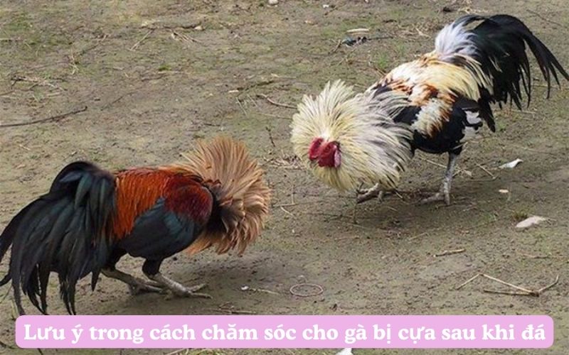 Lưu ý trong cách chăm sóc cho gà bị cựa sau khi đá