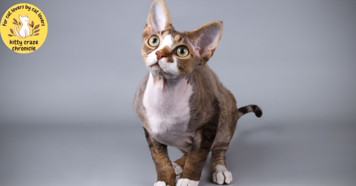 Cornish Rex and Devon Rex's