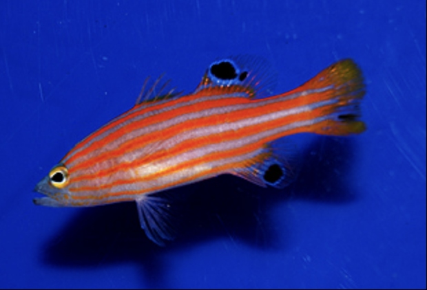 Saltwater Fish for Aquariums - Swalesi Basslet