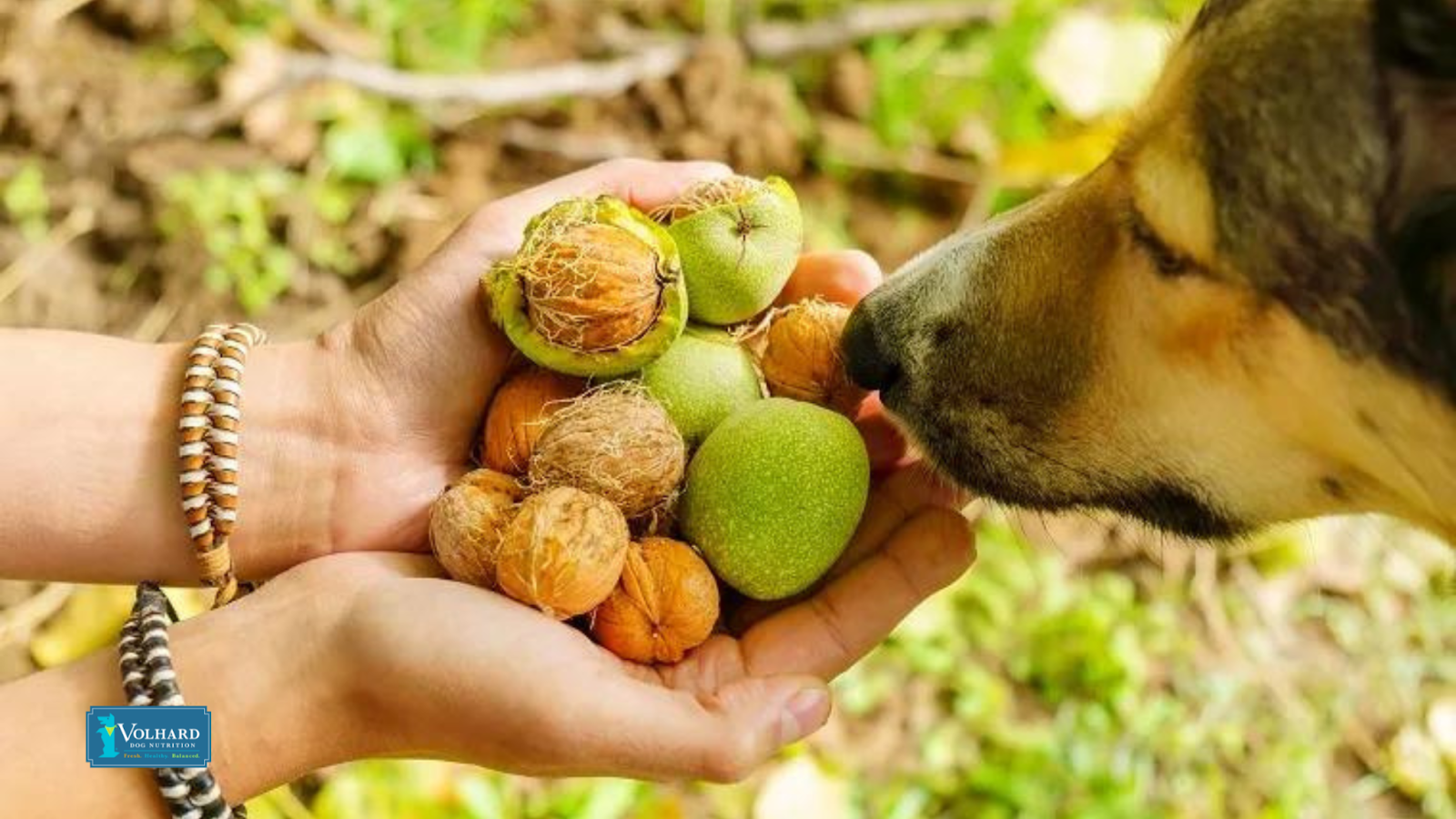 Dog with walnuts