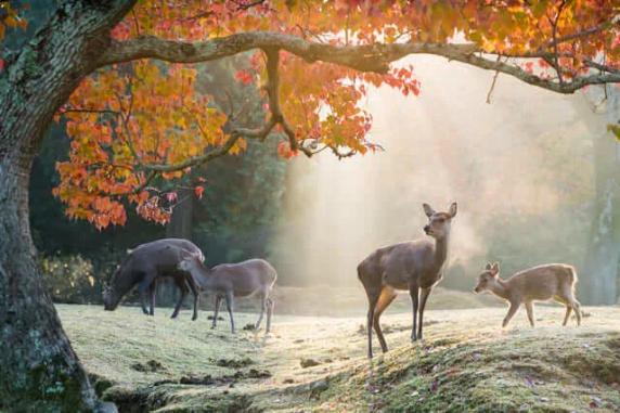A group of deer in a forest

Description automatically generated