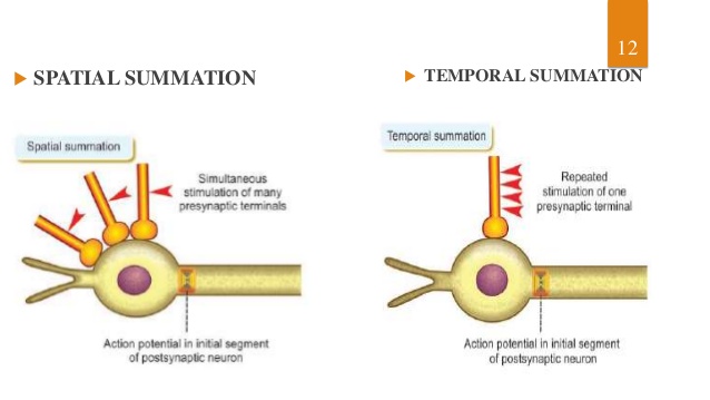 Image result for temporal and spatial summation