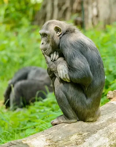 darwinian evolution