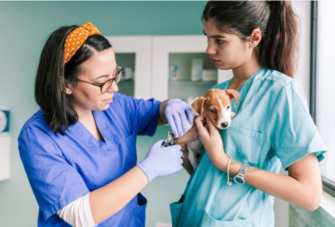 Things to Check Well Before Choosing a Vet College