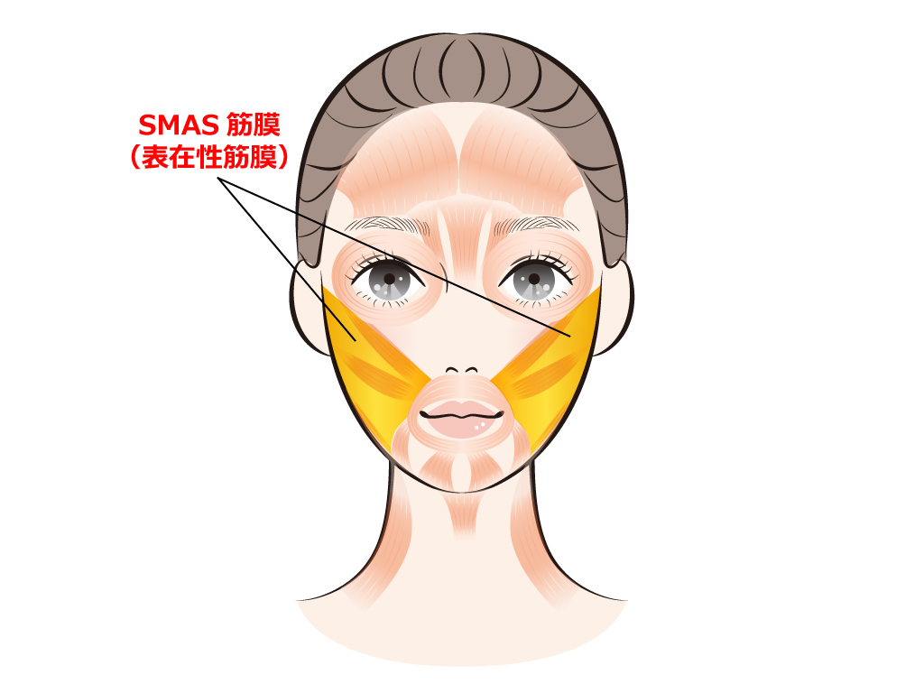 SMAS筋膜(表在性筋膜)