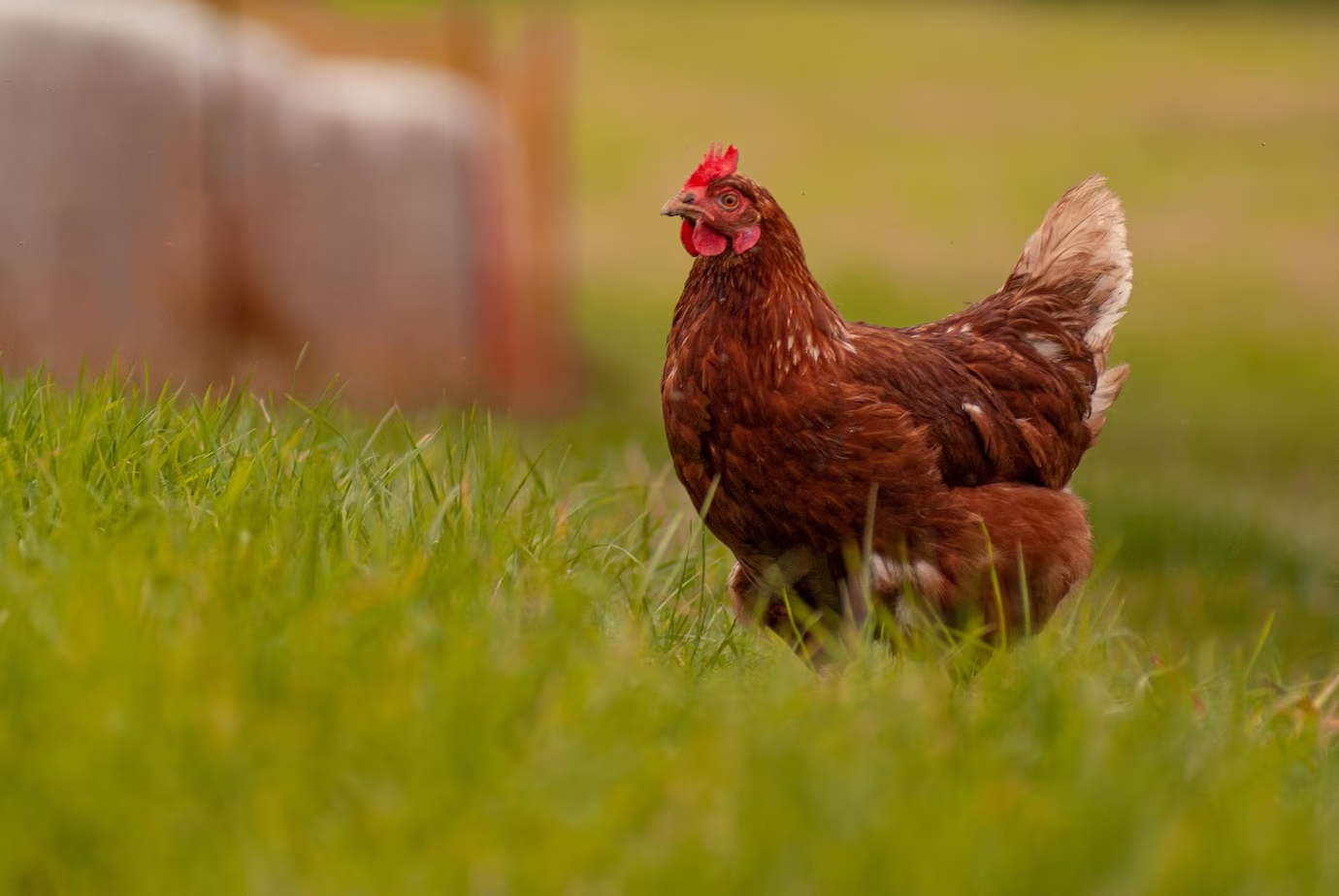 Riproduzione delle galline