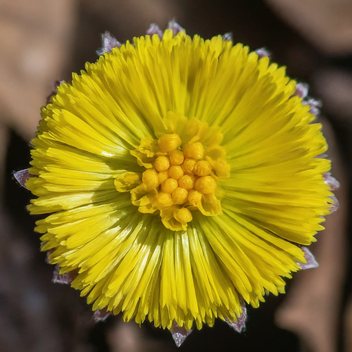 Bringing Sunshine to Your Garden: A Guide to Growing Coltsfoot Flowers