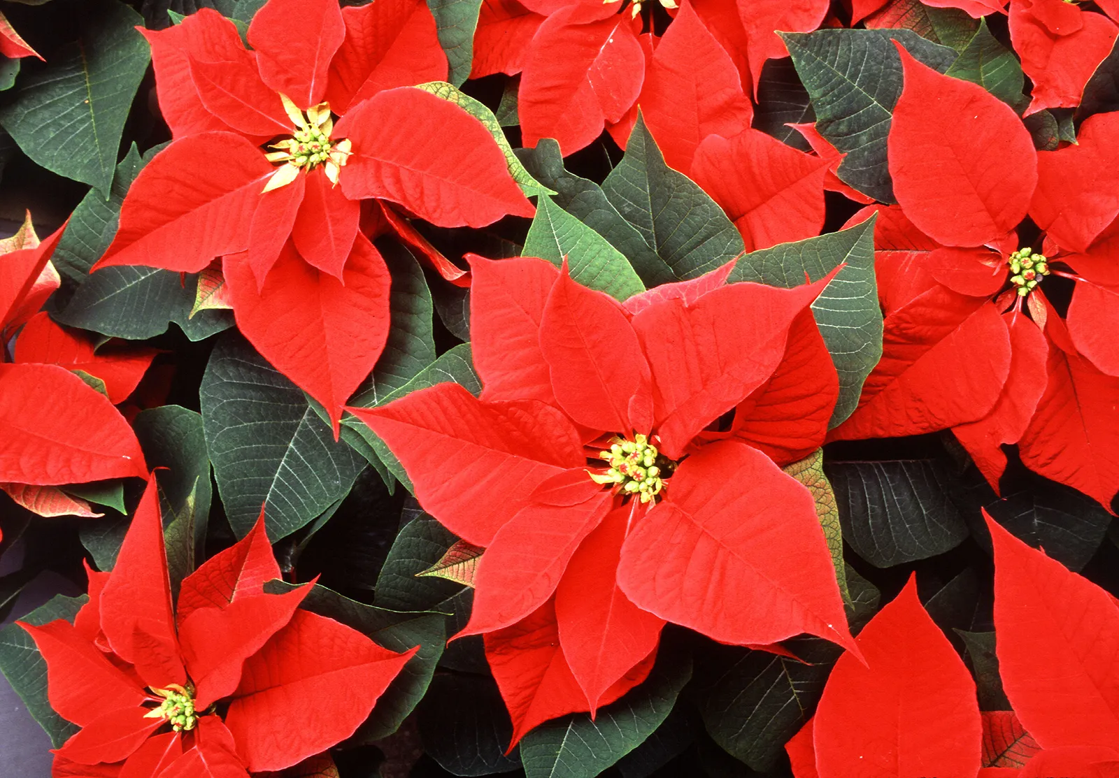Poinsettia (Euphorbia pulcherrima)