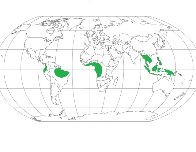 HOT WET EQUATORIAL CLIMATE