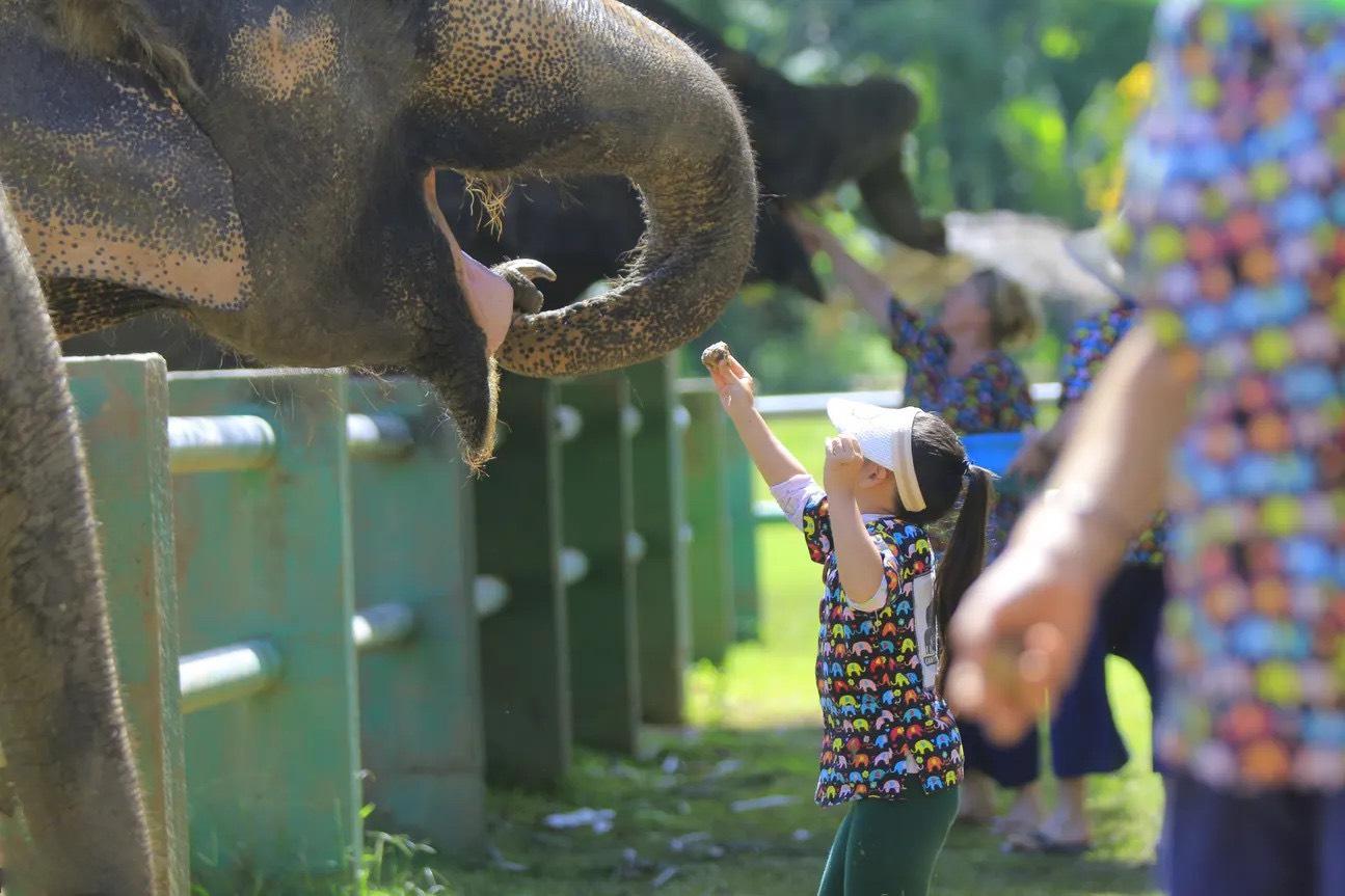 Tương tác với những người khổng lồ hiền lành tại trại voi