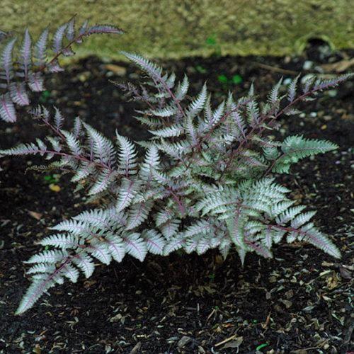 Japanese Painted Fern 