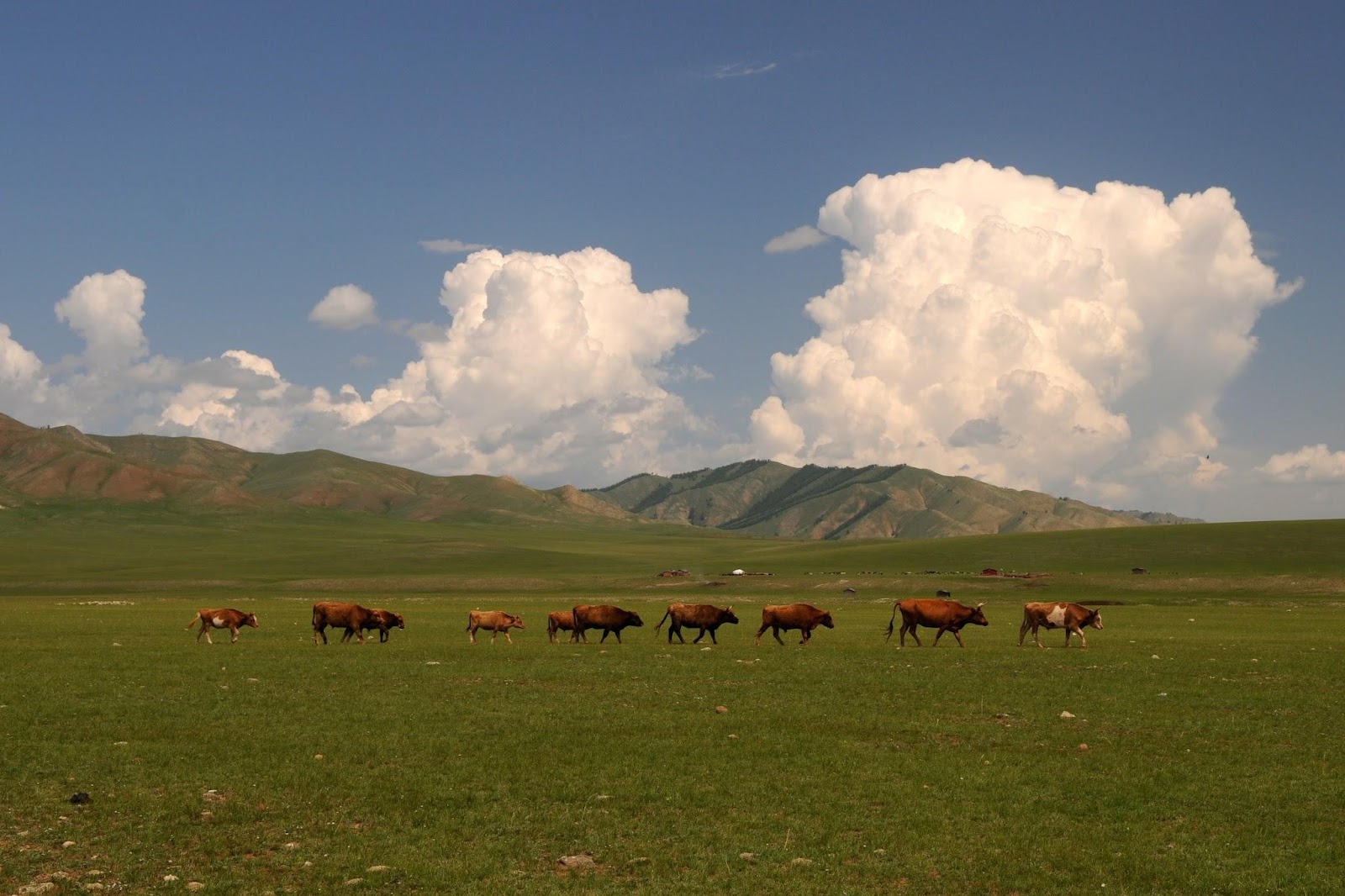 牛が放牧されている中央アジアの草原