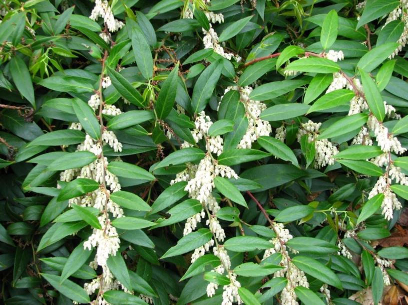 Drooping Leucothoe (Leucothoe fontanesiana 'Nana')