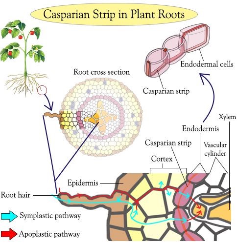 Casparian Strip in Plant Roots