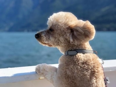 Preparing your dog for going on cruise