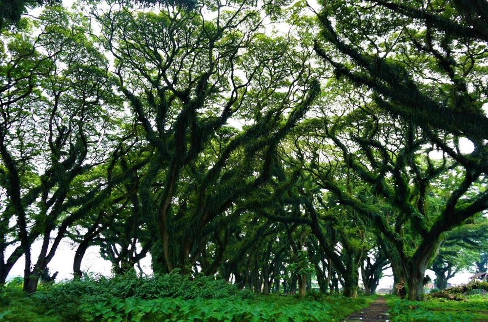 7 Tempat Wisata di Genteng Banyuwangi & Sekitarnya