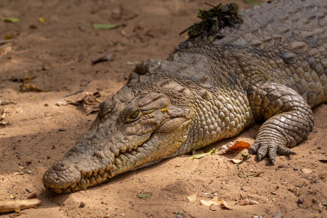 closeup-huge-brown-crocodile-crawling-ground
