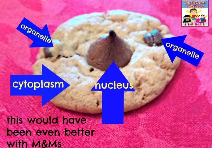 animal-cell-cookie-diagram.jpg