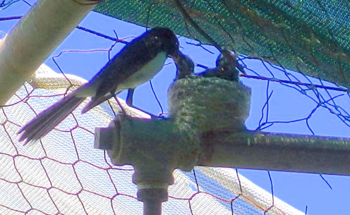 willie wagtail feeding nestlings 
