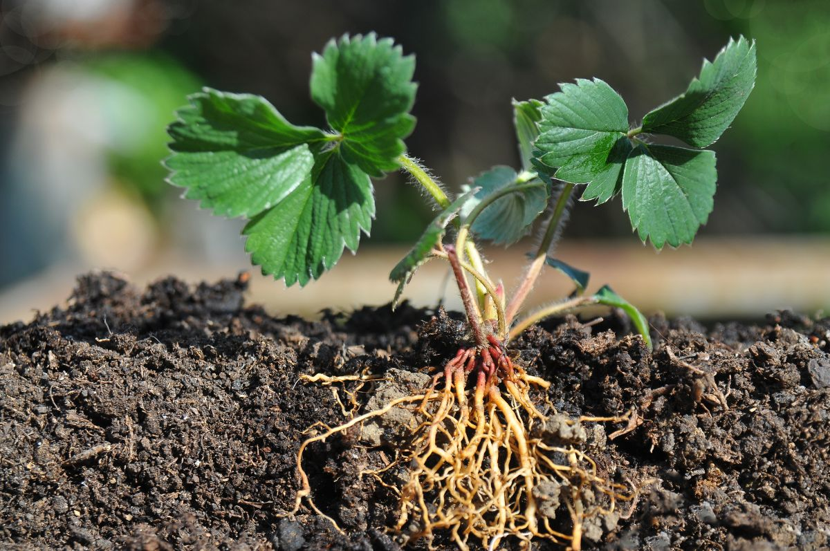 The Qualities of a Good Fertilizer for Root Growth