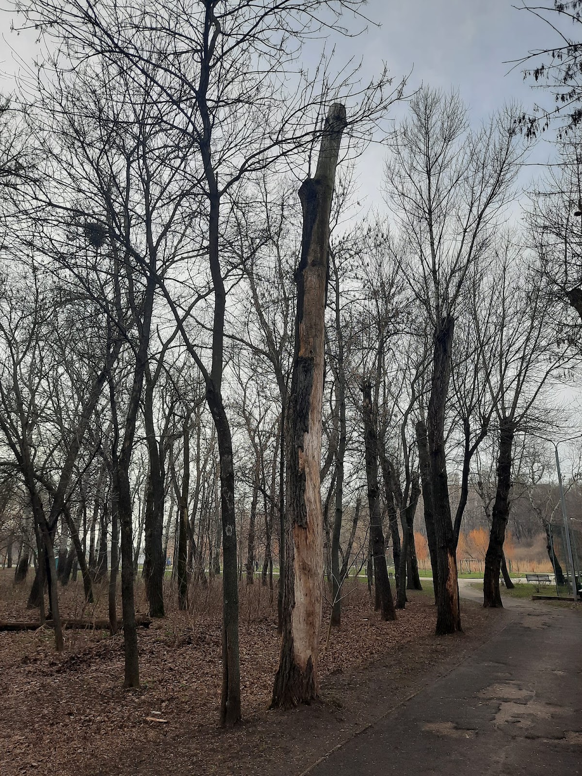 У Запоріжжі планують вирубку дерев в Парку Перемоги: екоактивісти б’ють на сполох (ФОТО)