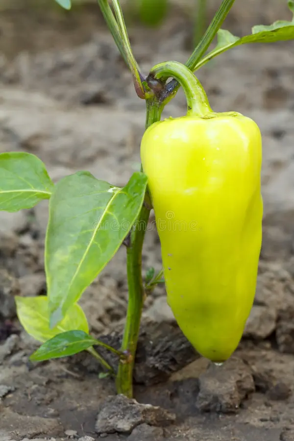 Advantages and Disadvantages of Growing Bell Peppers in the Ground