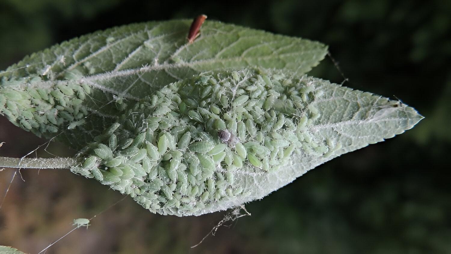 From the mealybug - the world of plants