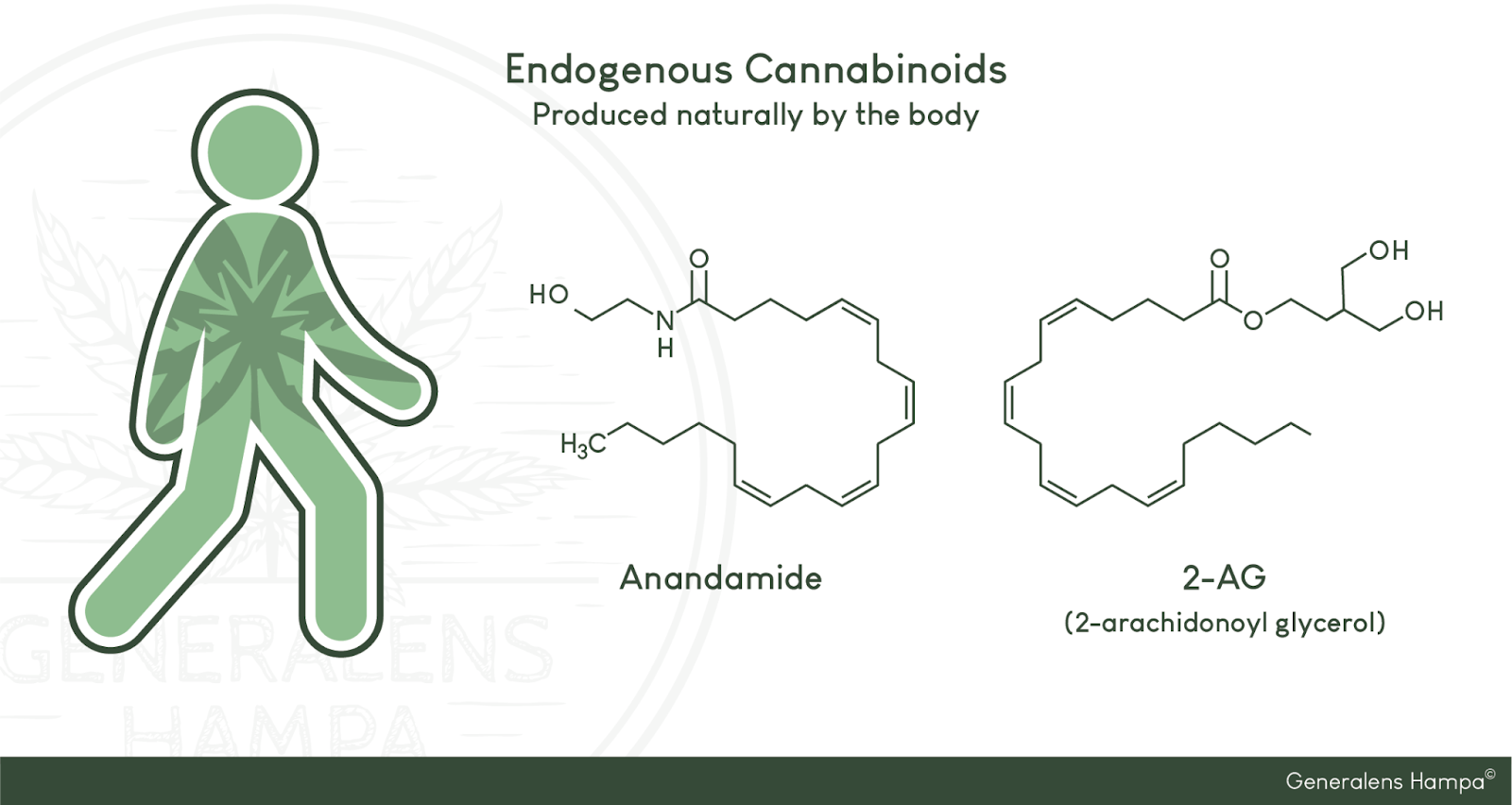 Endogena cannabinoder