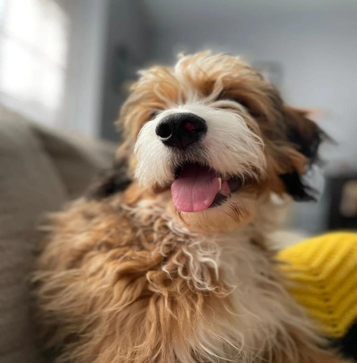 Bernedoodle
