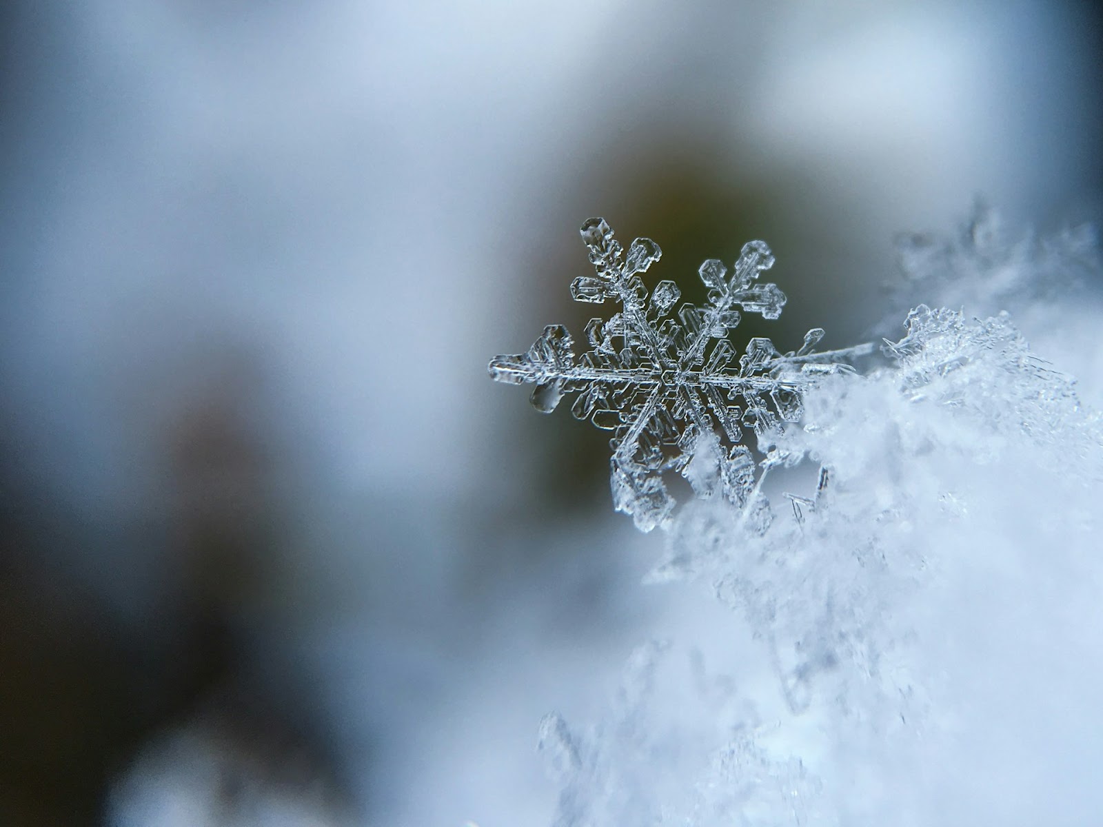 winter garden room