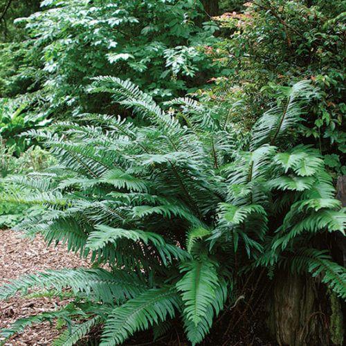 Western Sword Ferns