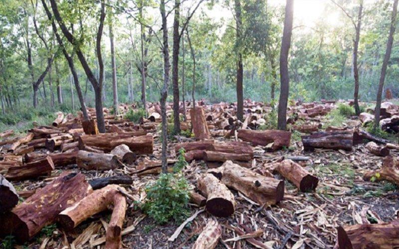 VNTB – Hủy hoại rừng – Báo chí đừng chỉ đưa tin