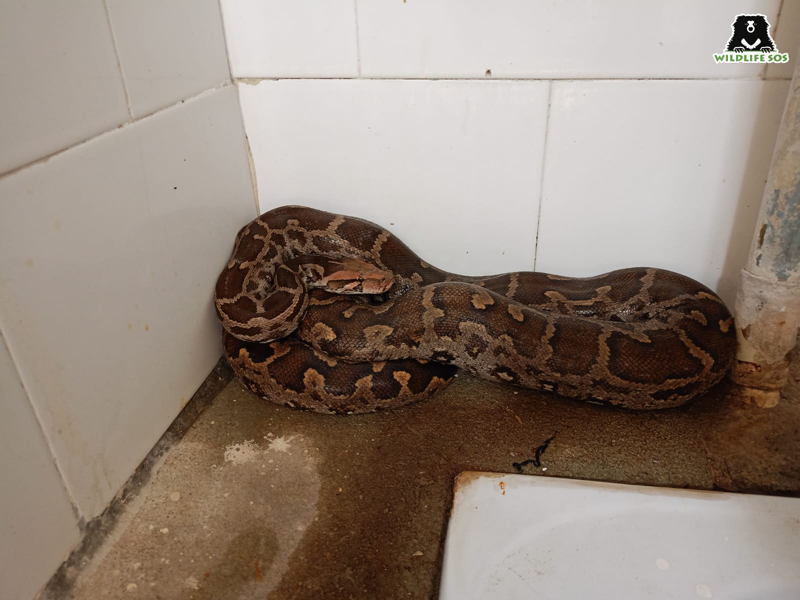 Python found in restroom
