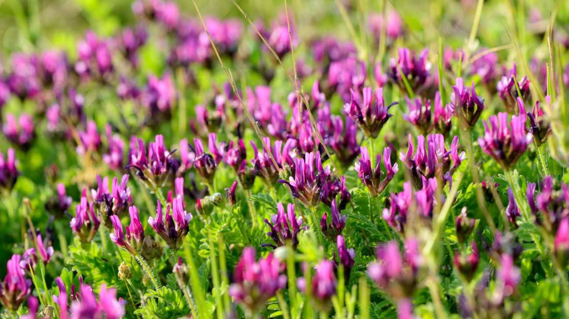 Astragalus (Huáng Qí): Benefits, Side Effects and Dosage