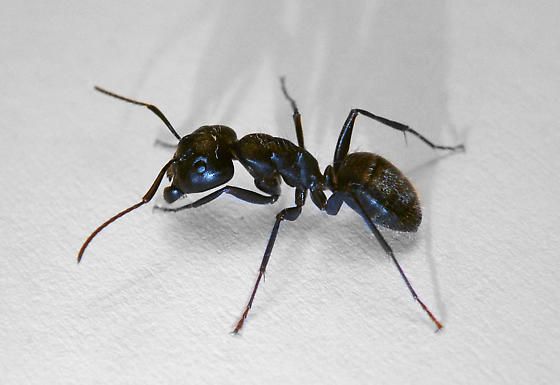 Eastern Black Carpenter ant in Wisconsin