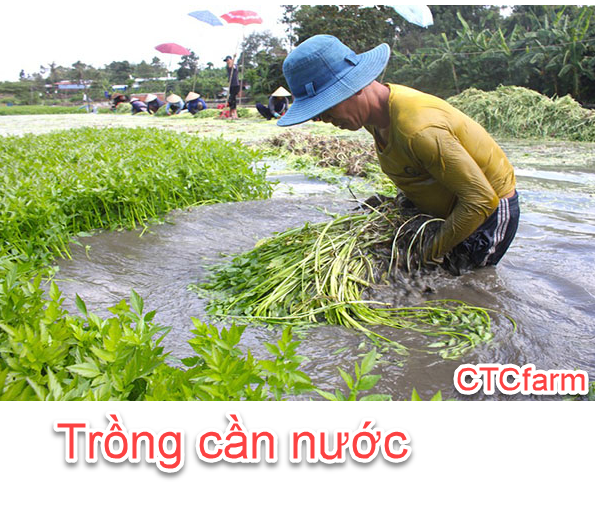 Hướng dẫn cách trồng Cây Cần Nước Tại Vườn: Hướng Dẫn Chi Tiết  ctcfarm