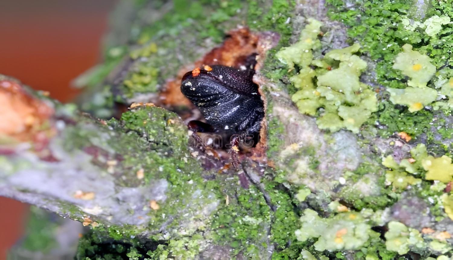 Apricot fruit beetle - the world of plants