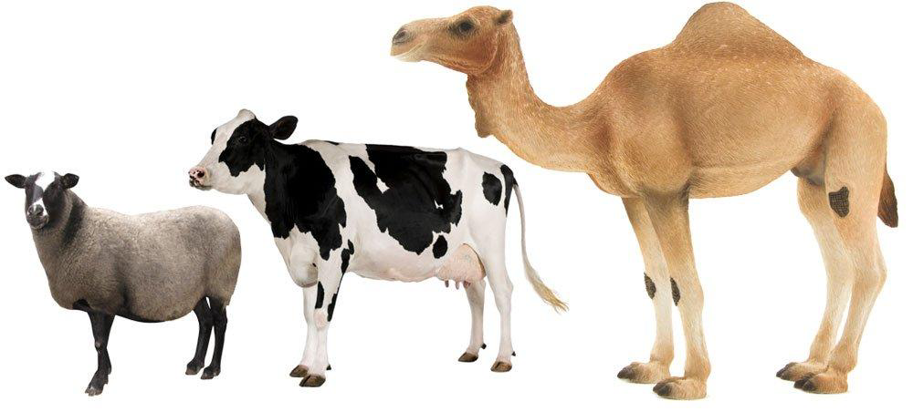 What's best for sacrifice – sheep, cow or camel? - Muslim Ink